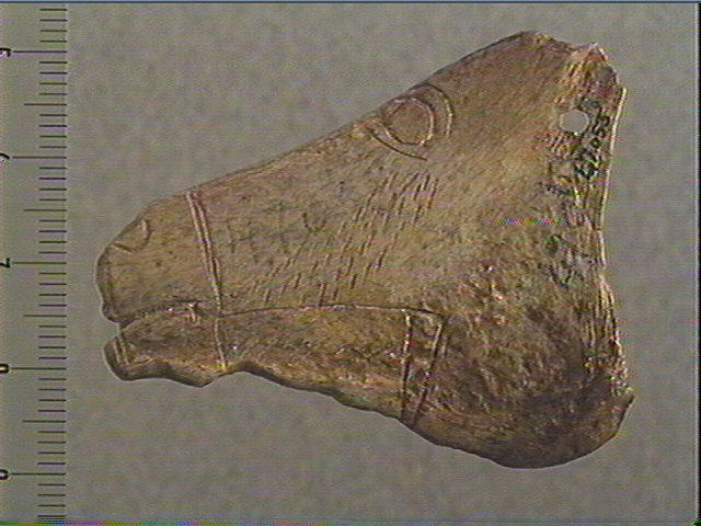 Contour découpé, scapula_5