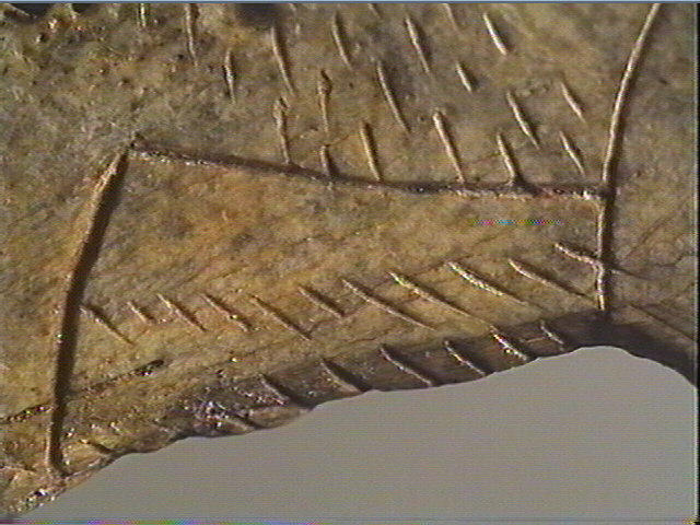 Contour découpé, scapula_3