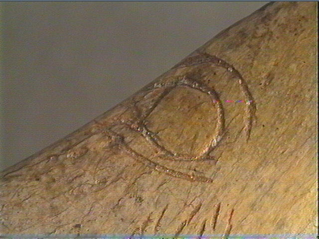 Contour découpé, scapula_4