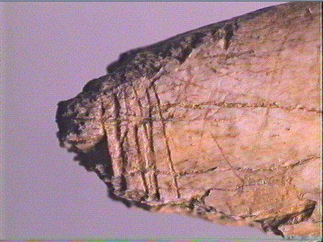 Contour découpé_2
