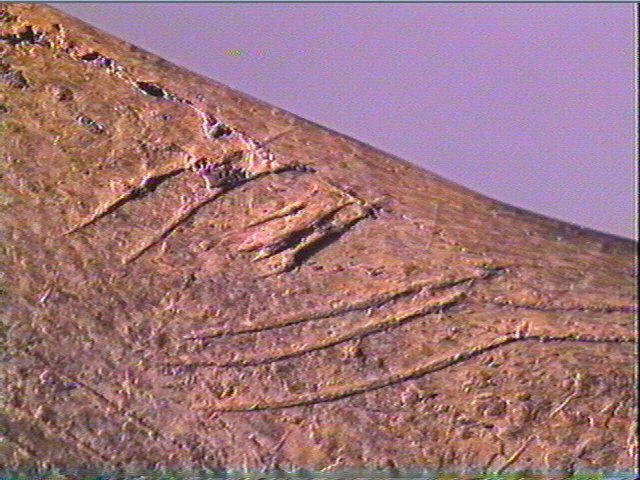 Contour découpé_5