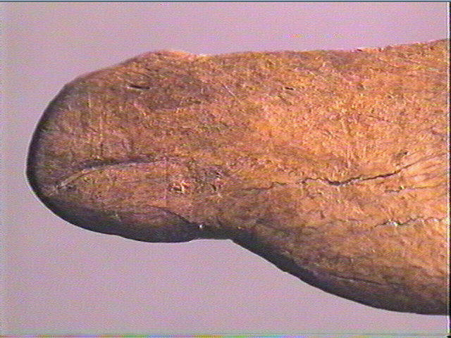 Contour découpé_3