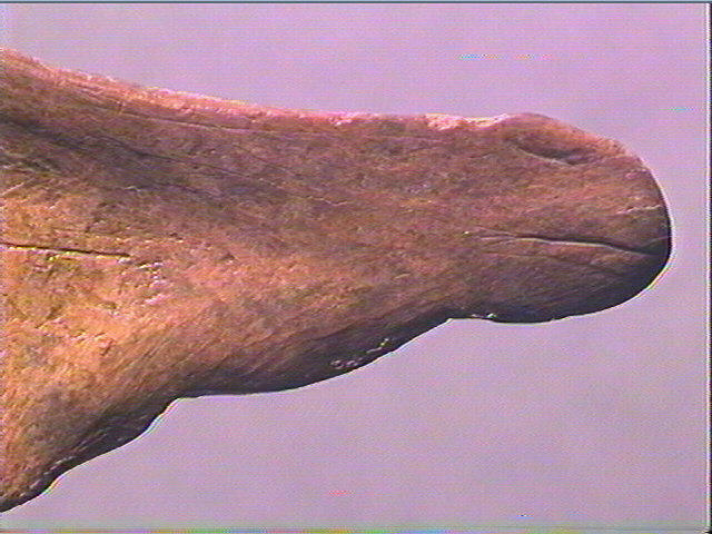 Contour découpé_4
