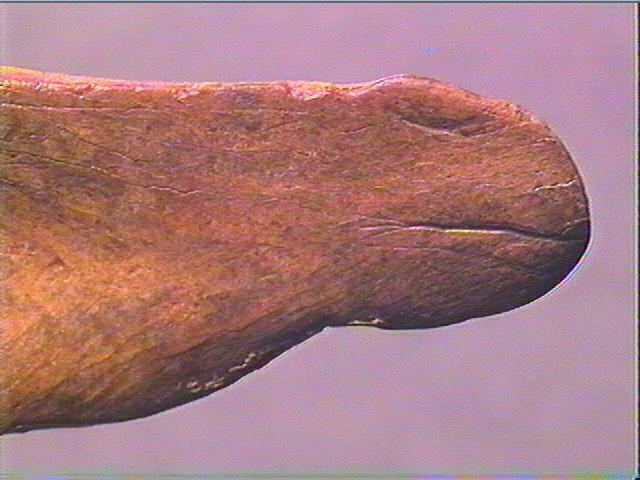 Contour découpé_6