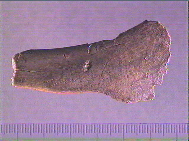 Contour découpé, os hyoïde_0