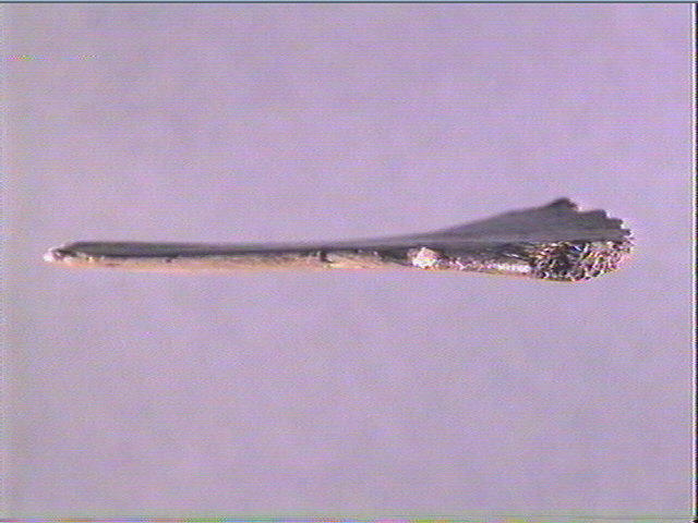 Contour découpé, os hyoïde_3