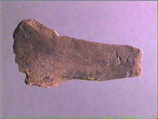 Contour découpé, os hyoïde_1