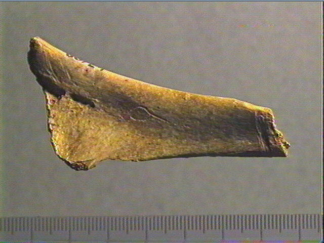 Contour découpé, os hyoïde_0