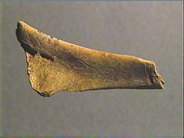 Contour découpé, os hyoïde_5