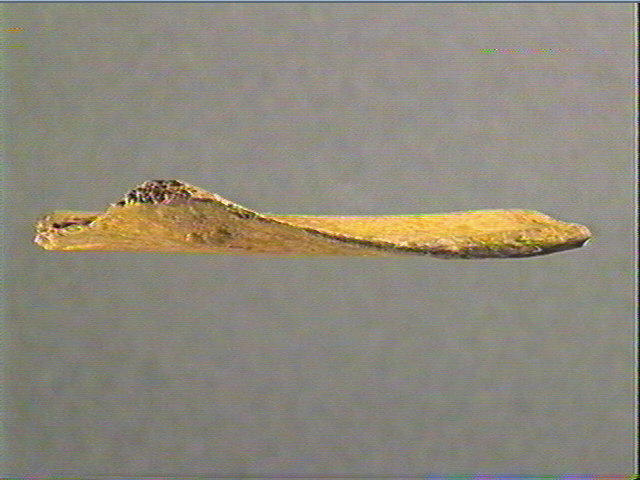 Contour découpé, os hyoïde_2
