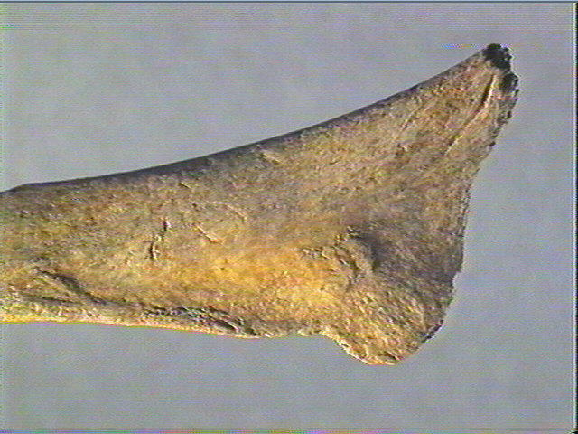 Contour découpé, os hyoïde_3