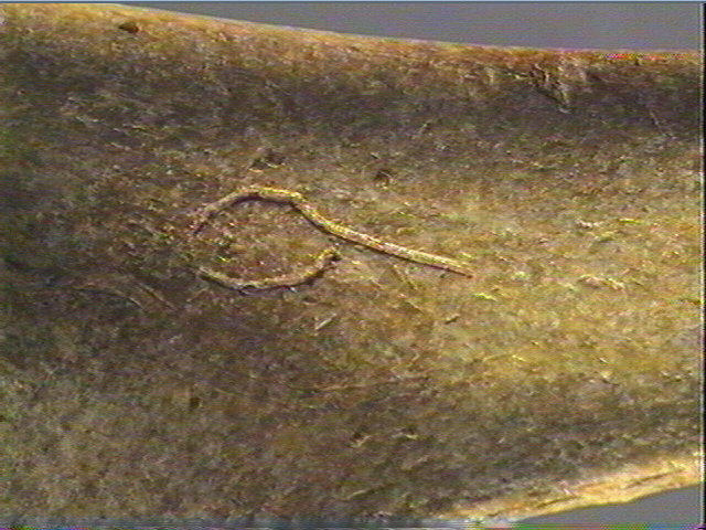 Contour découpé, os hyoïde_6