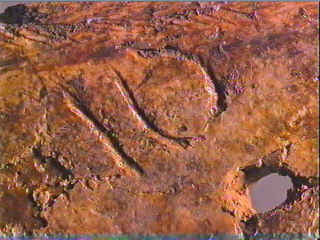 Contour découpé_3