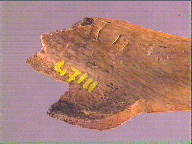 Contour découpé, os hyoïde_3