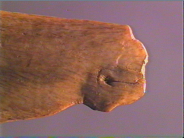 Contour découpé, os hyoïde_4