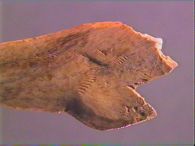 Contour découpé, os hyoïde_5