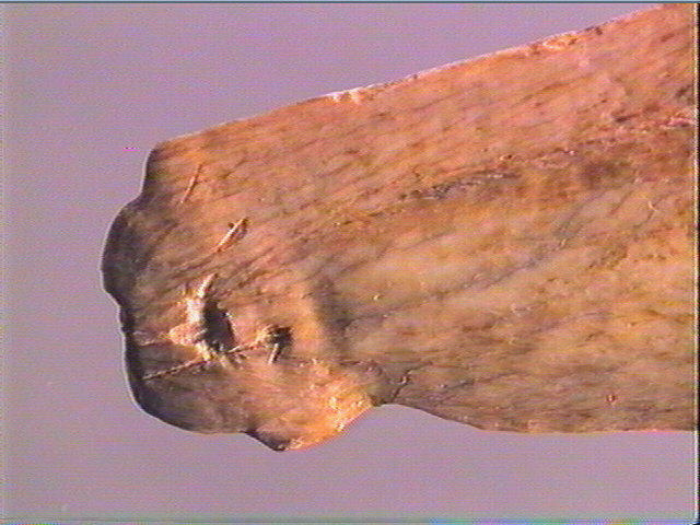 Contour découpé, os hyoïde_6