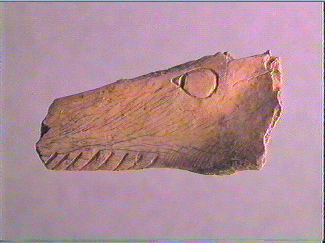 Contour découpé, os hyoïde_1