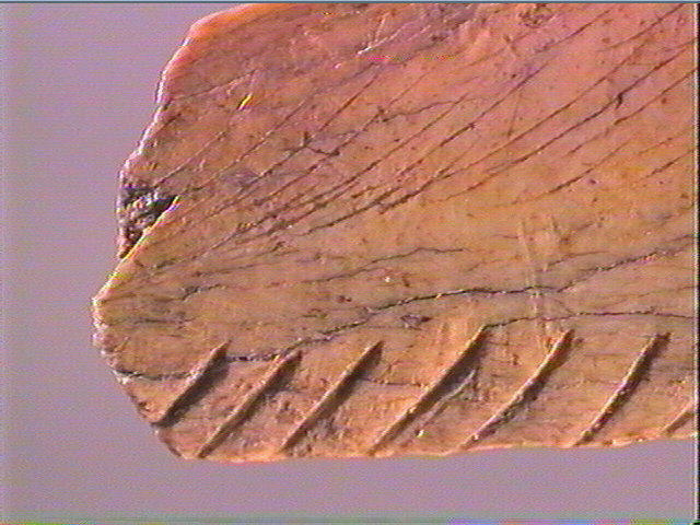 Contour découpé, os hyoïde_5
