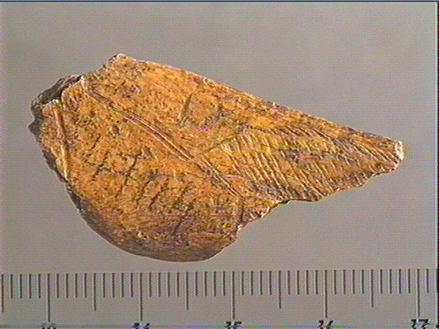 Contour découpé, os hyoïde_0