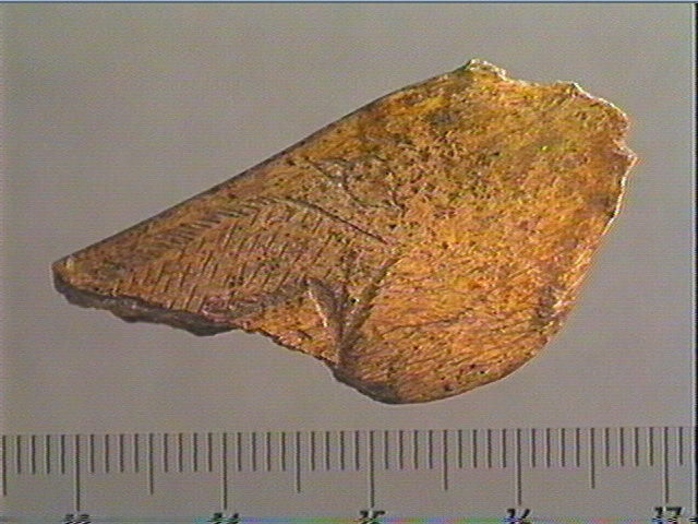 Contour découpé, os hyoïde_1