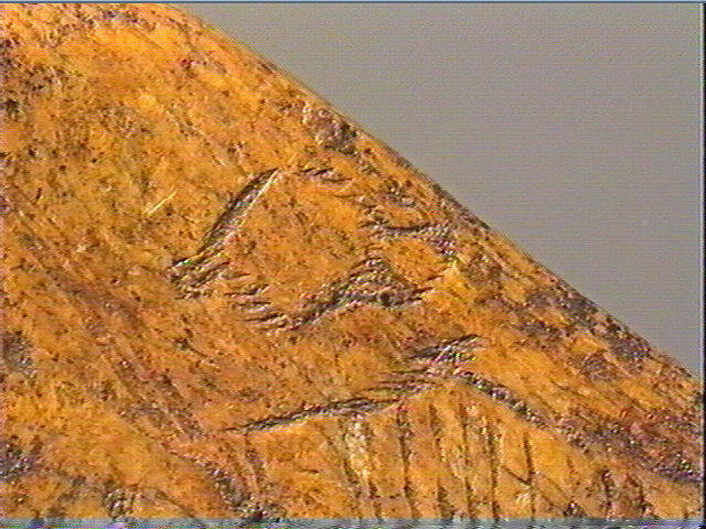 Contour découpé, os hyoïde_2