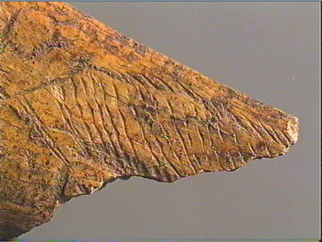 Contour découpé, os hyoïde_3