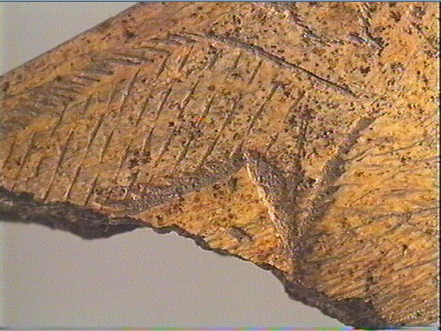 Contour découpé, os hyoïde_6