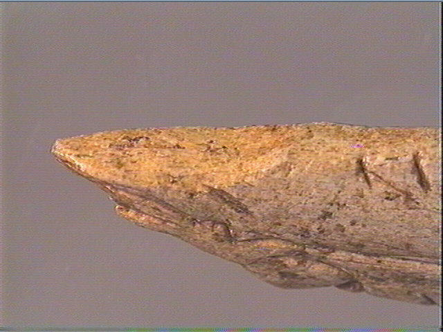 Contour découpé_4