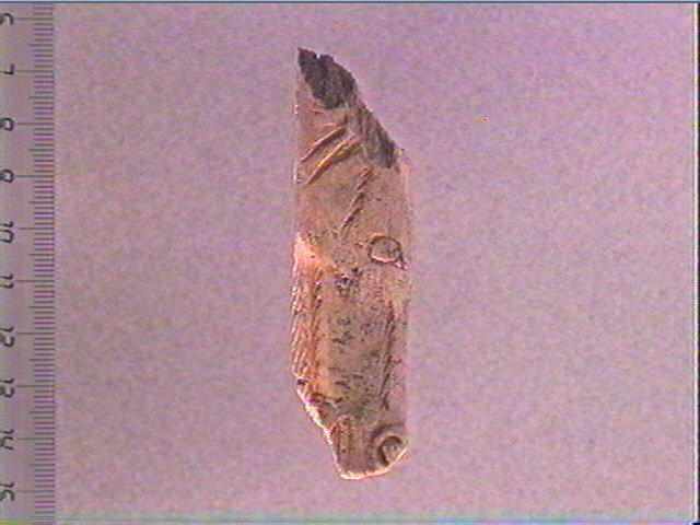 Contour découpé_0