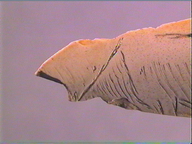 Os indéterminé_6