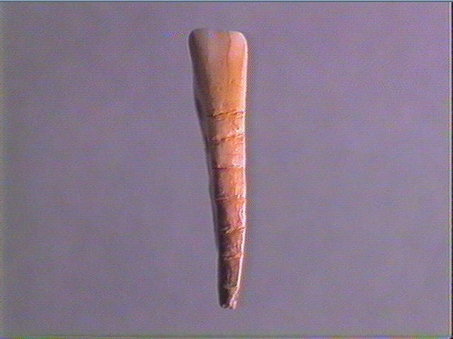 Pendeloque, dent (cheval)_1