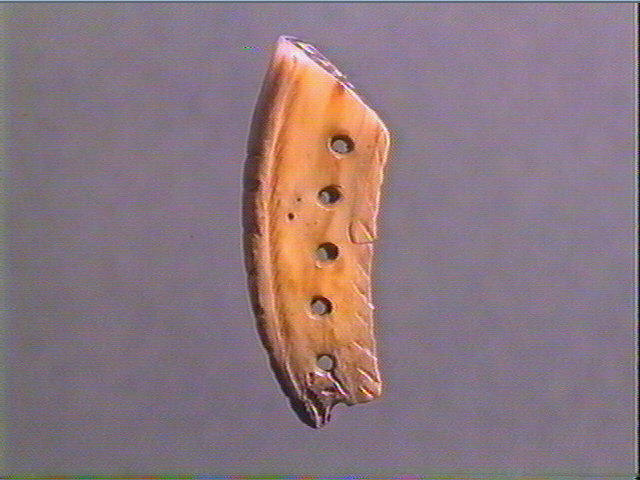 Pendeloque, dent (cheval)_2