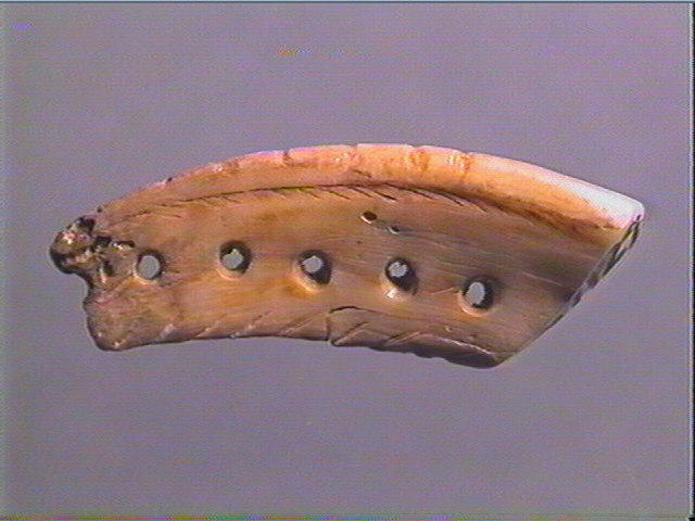 Pendeloque, dent (cheval)_4