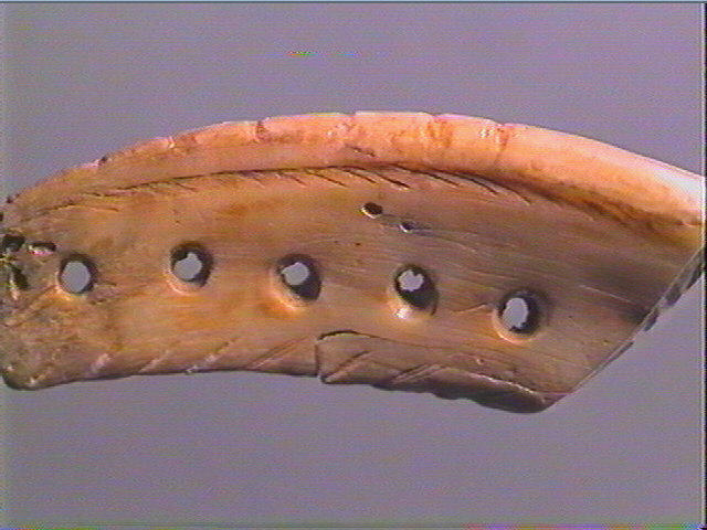 Pendeloque, dent (cheval)_5