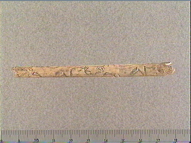 Tube, os indéterminé (oiseau)_0