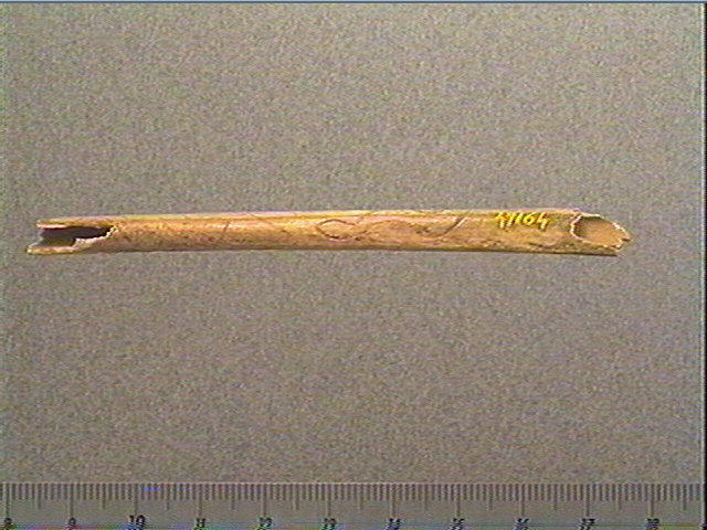 Tube, os indéterminé (oiseau)_5