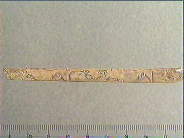 Tube, os indéterminé (oiseau)_1