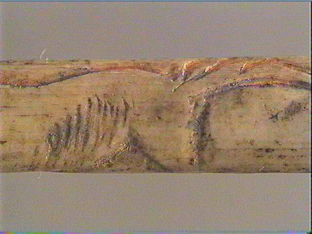 Tube, os indéterminé (oiseau)_4