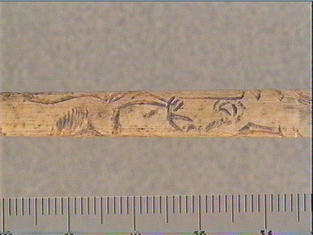 Tube, os indéterminé (oiseau)_2