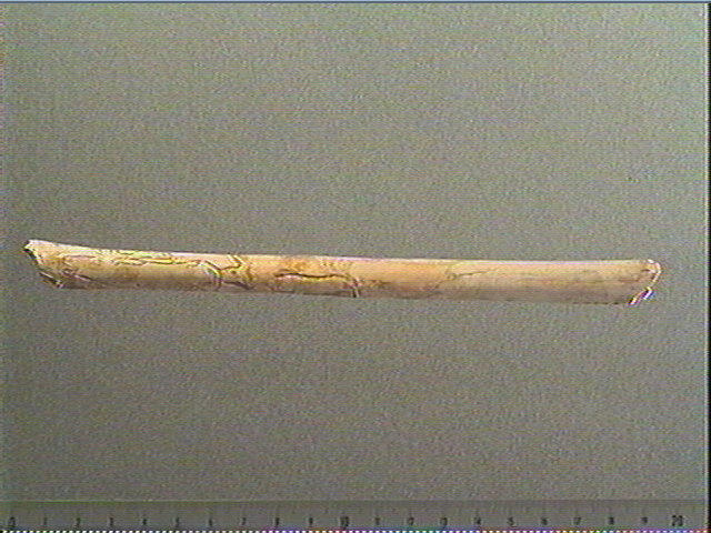 Tube, os indéterminé (oiseau), ulna_0