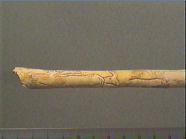 Tube, os indéterminé (oiseau), ulna_1