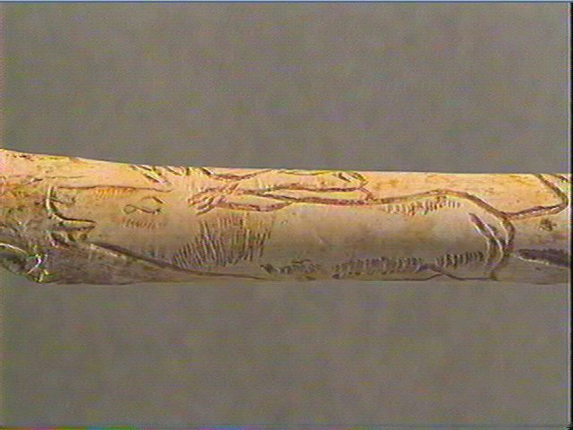 Tube, os indéterminé (oiseau), ulna_2