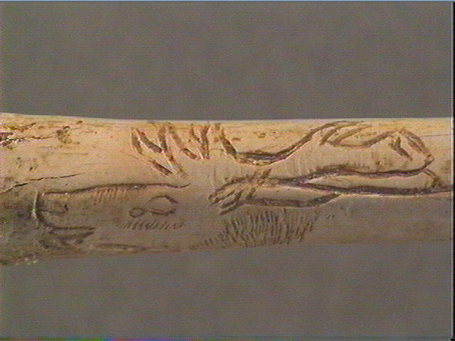 Tube, os indéterminé (oiseau), ulna_3
