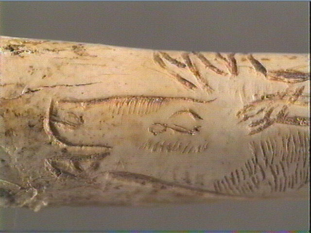 Tube, os indéterminé (oiseau), ulna_4