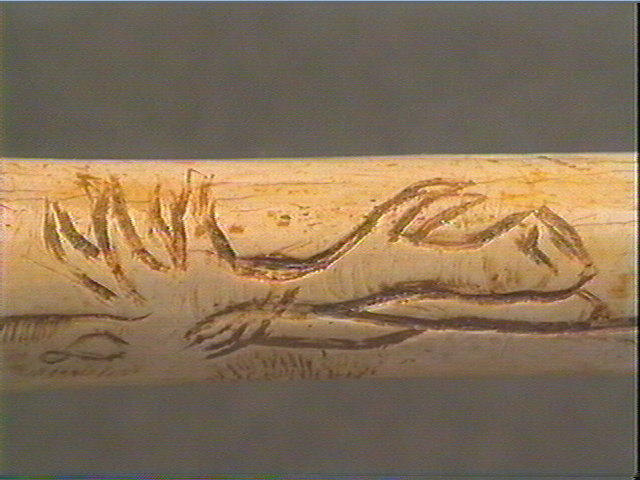 Tube, os indéterminé (oiseau), ulna_5