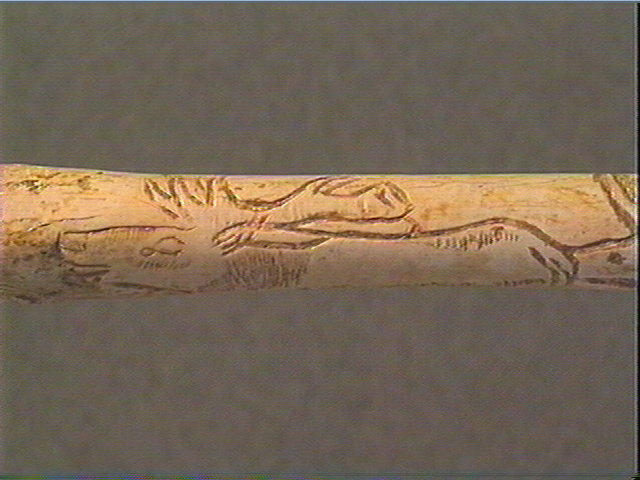Tube, os indéterminé (oiseau), ulna_6