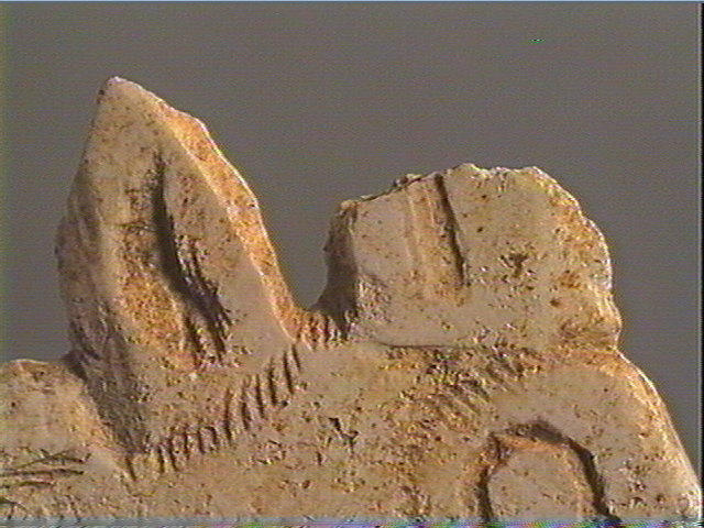 Contour découpé_5
