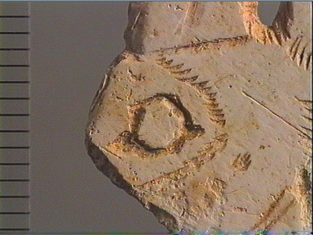 Contour découpé_6