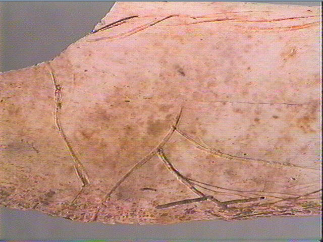 Côte_6